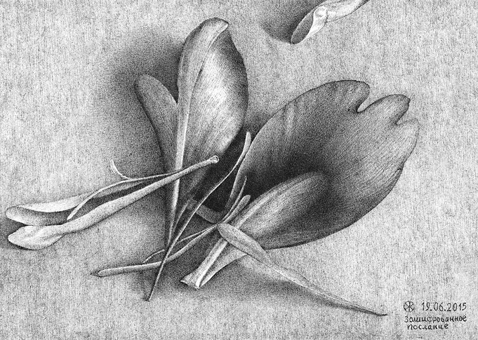 Peonies IV