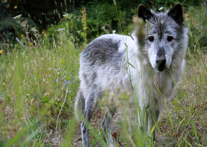 Piyip: Last of the Pack
