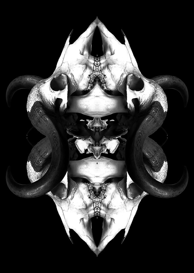 buffalo bones
