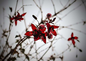 A red flower