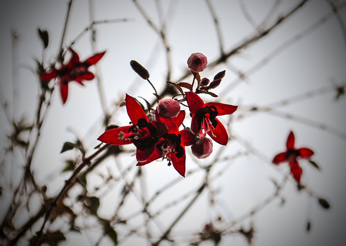 A red flower