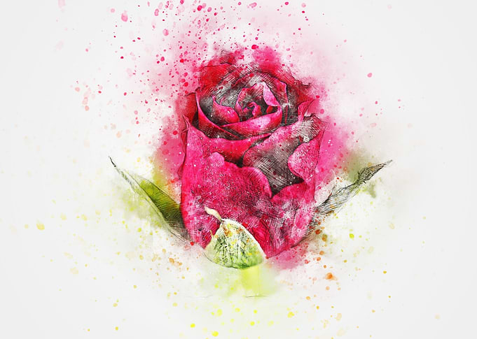 Single Red Rose