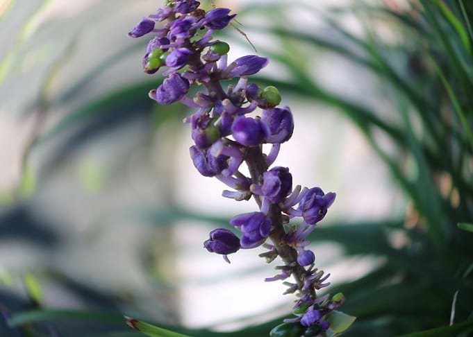 berry violet