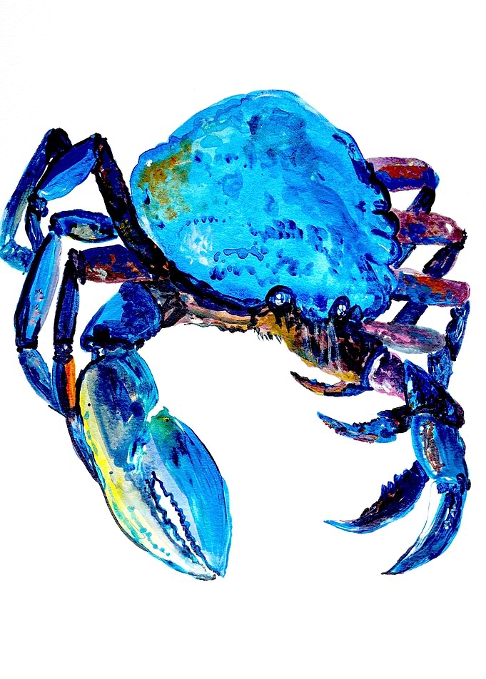 Nautical - blue crab