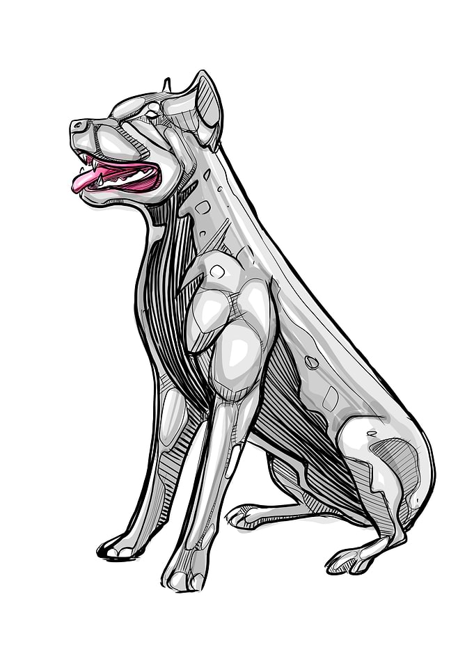 Hand drawn pitbull