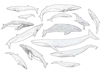 Whales