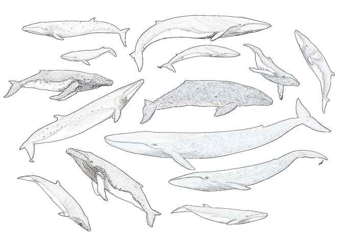 Whales