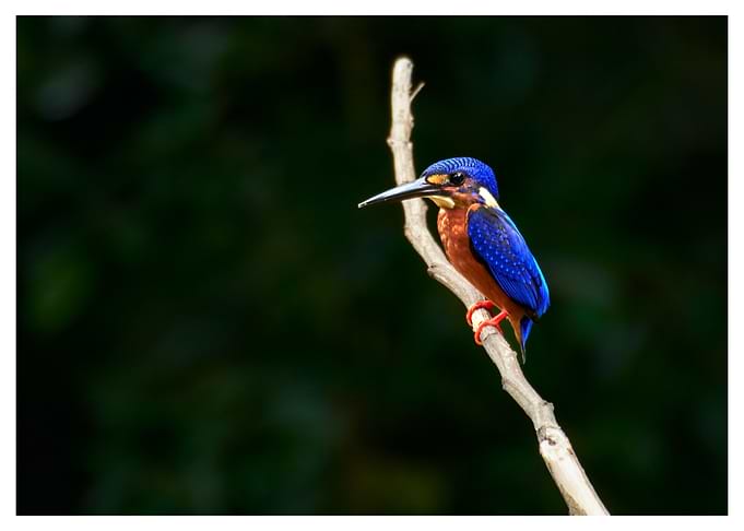 Mr. Blue-eared Kingfisher