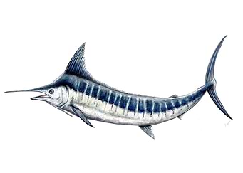 Blue marlin