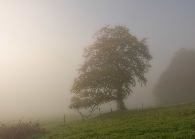 lonely in mist