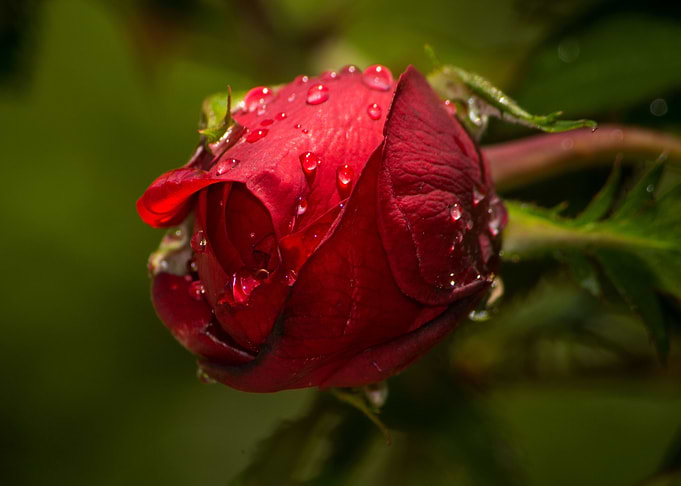 Red Rose