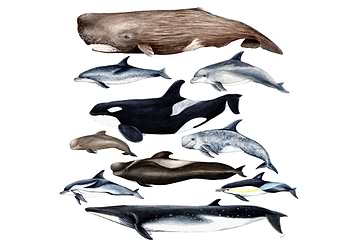 Whales and dolphins