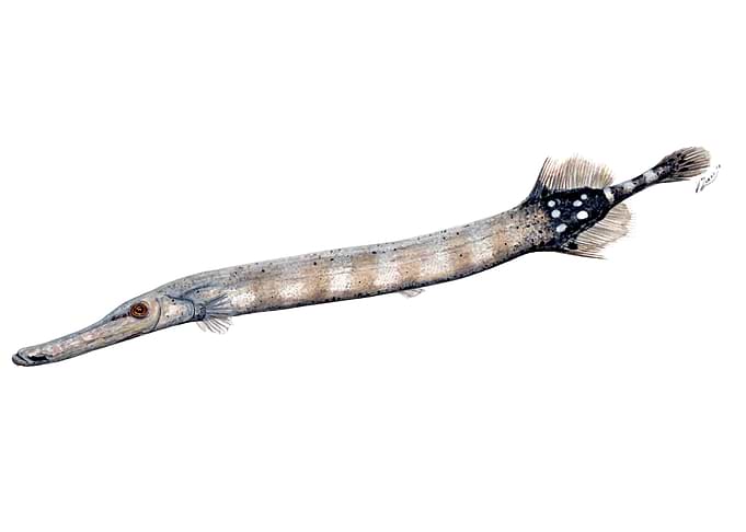 Trumpet fish
