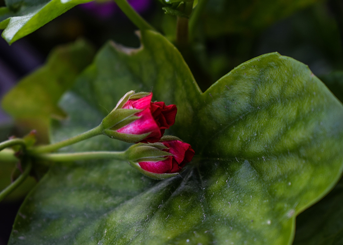 Red rose