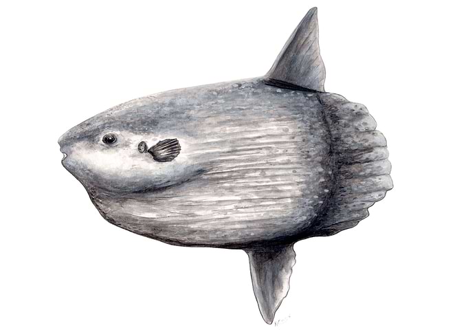 Ocean sunfish