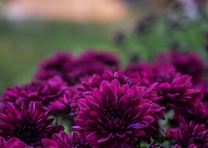 Purple Chrysanthemum