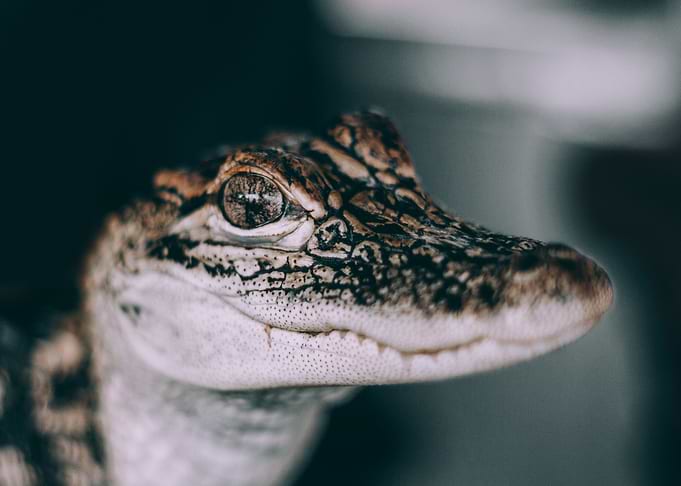 See You Later Alligator