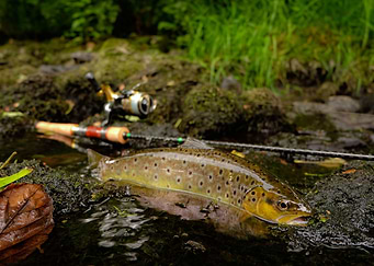 wild brown trout