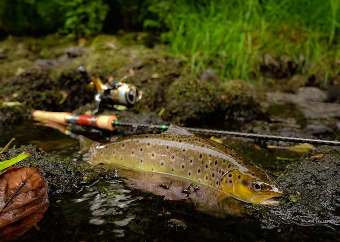 wild brown trout