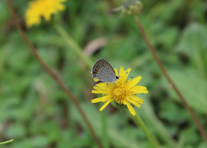 butteryellow