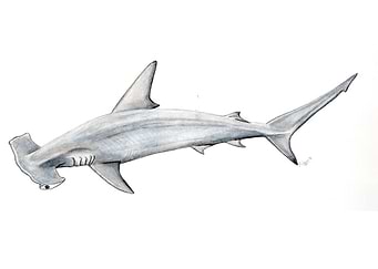 Hammerhead shark
