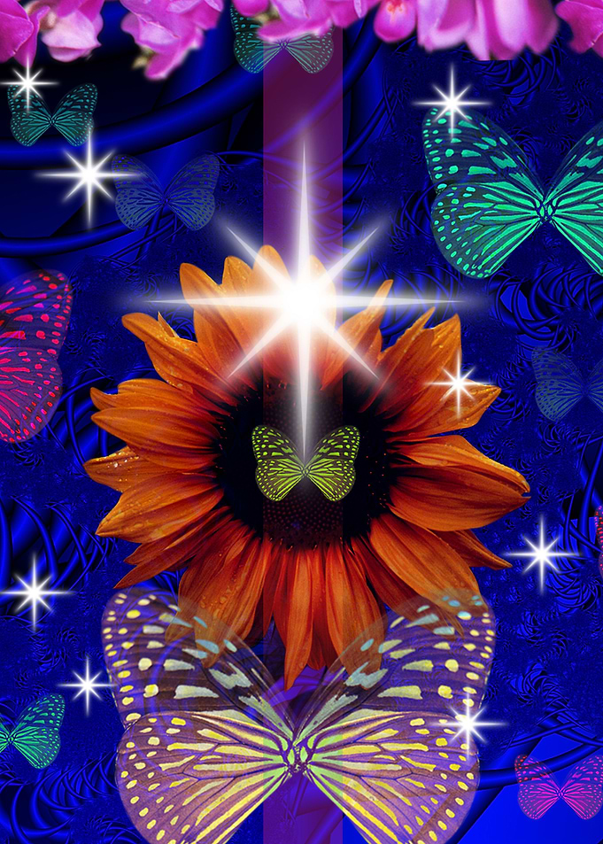BUTTERFLY