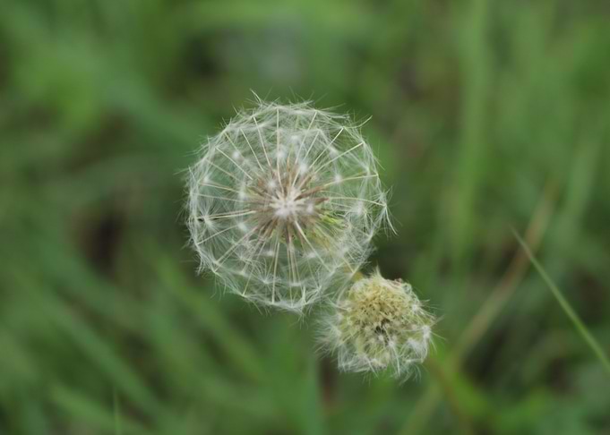 cotton