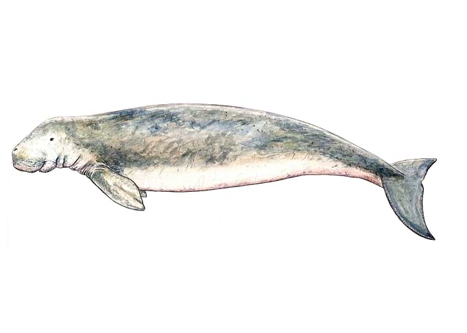 Dugong
