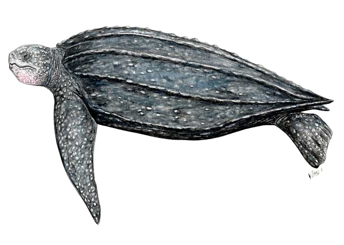 Leatherback turtle