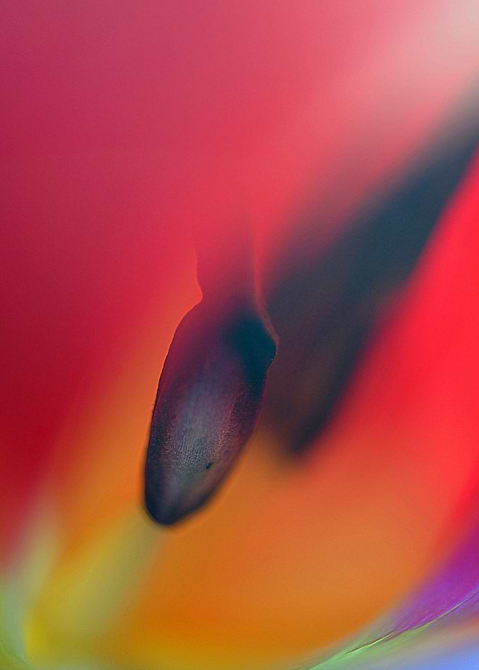 Red Tulip Macro