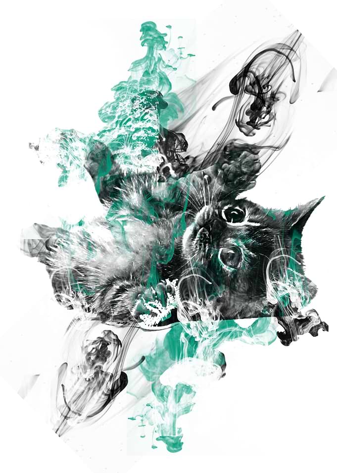 Cat 3