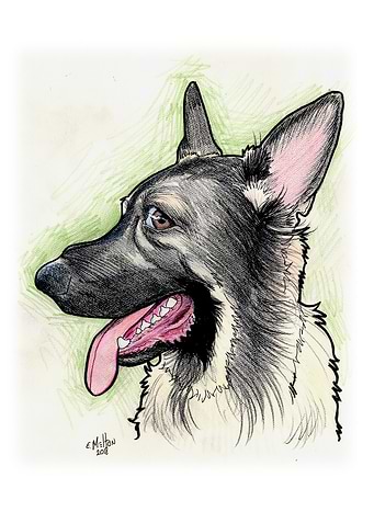 German Shepherd