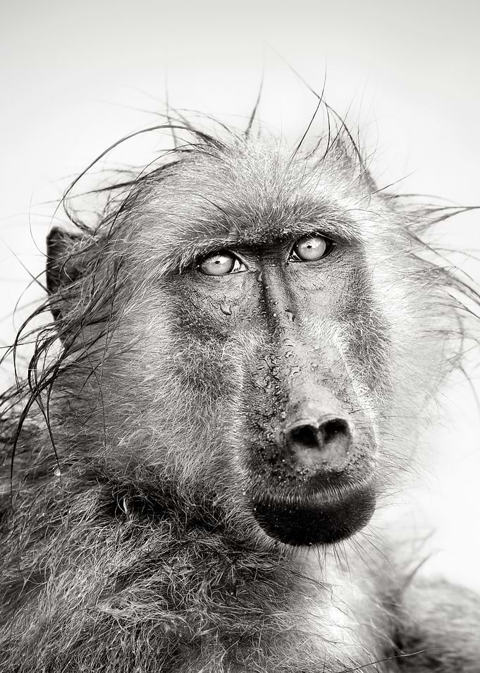 Wet Chacma Baboon portrait