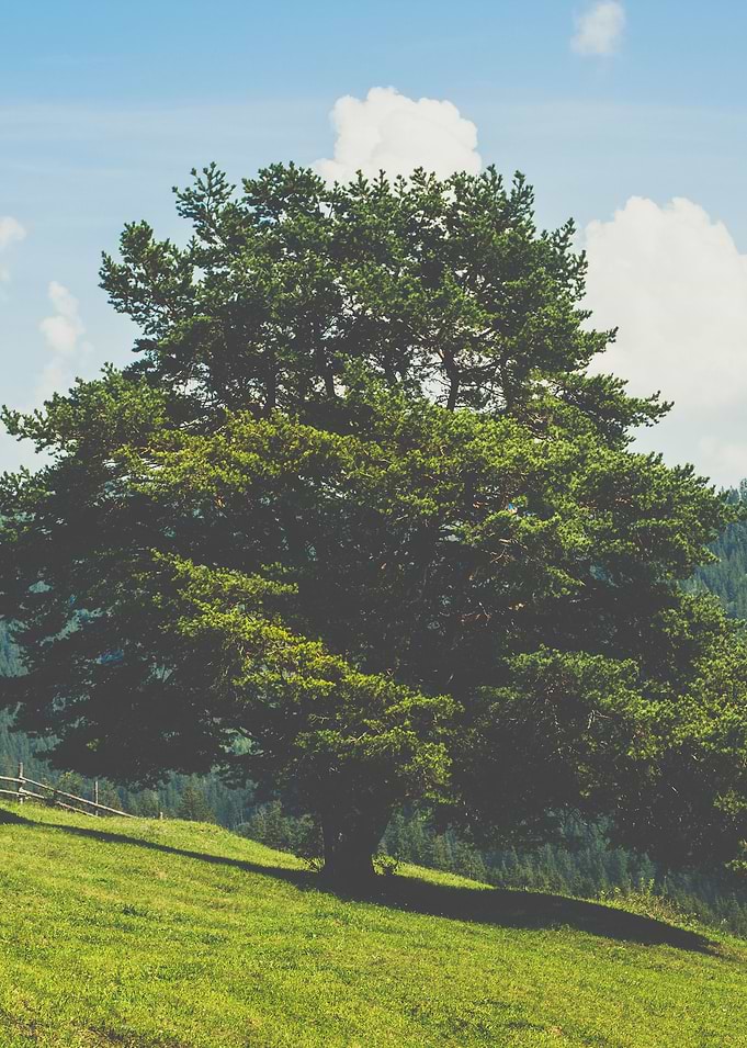 Lonely tree