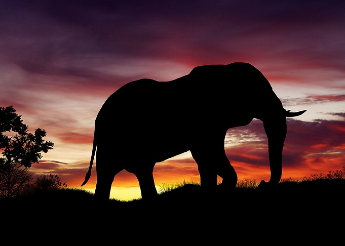 Elephant in sunset
