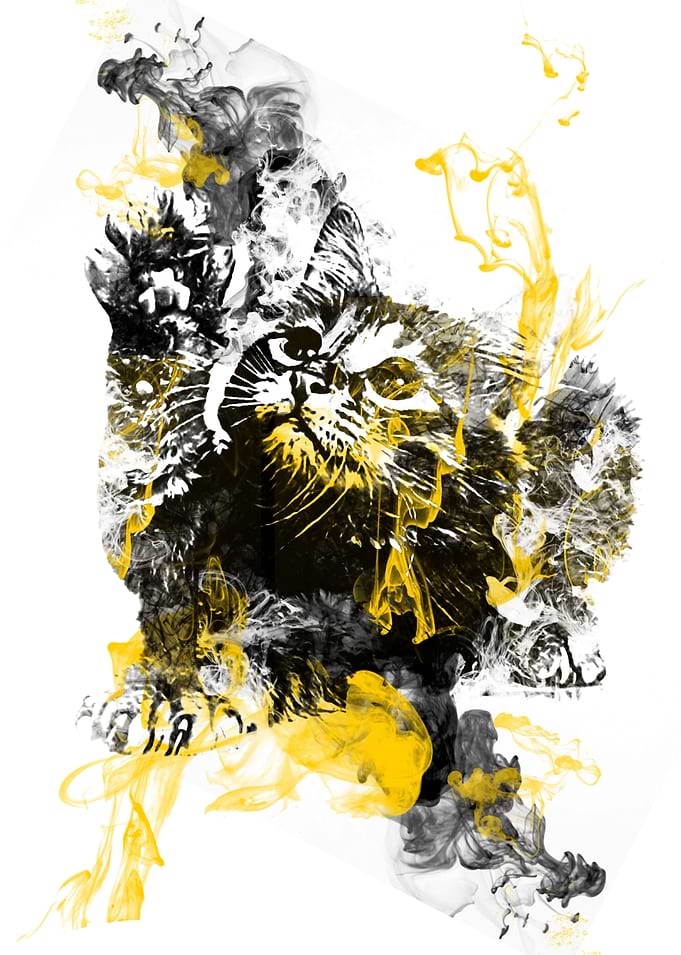 cat 5