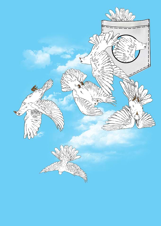 pigeons