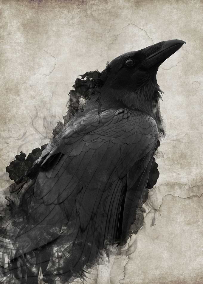 Crow