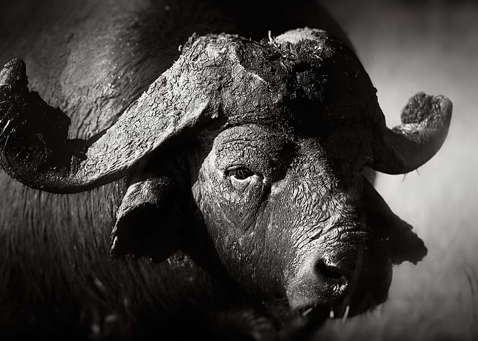 African buffalo
