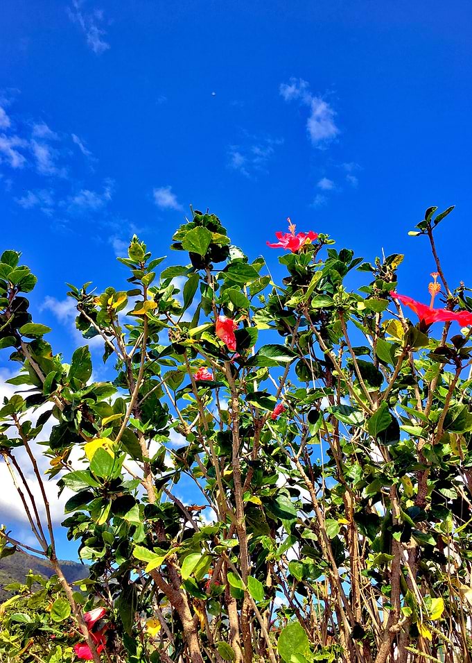 Flor Brasil-8_2018