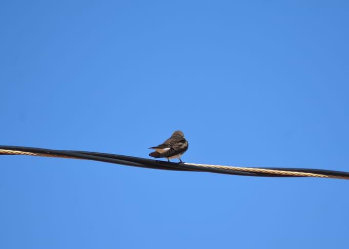 Contemplating Bird