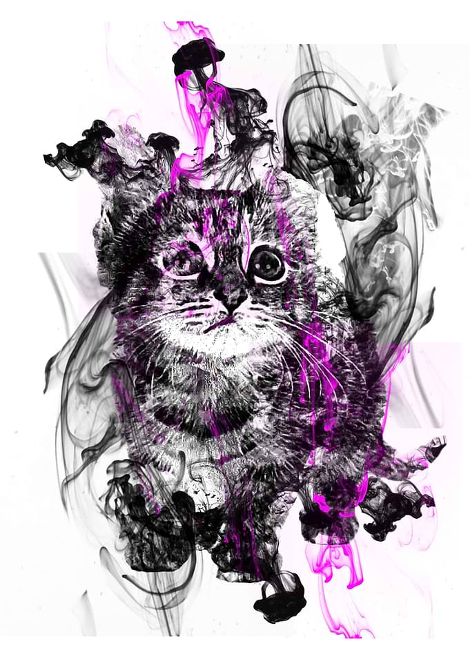 Cat 2