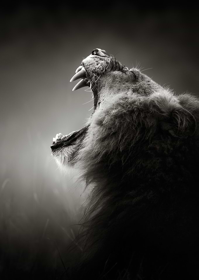 Lion displaying teeth