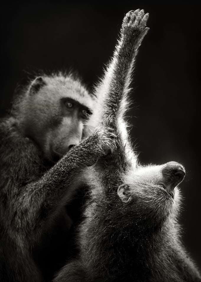 Chacma Baboons Grooming