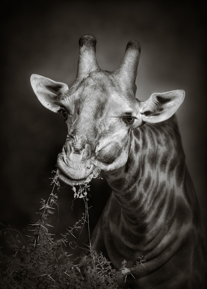 African Giraffe eating