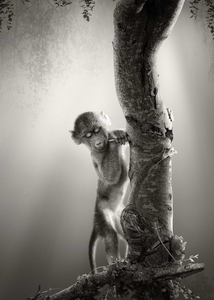 Baby Chacma Baboon