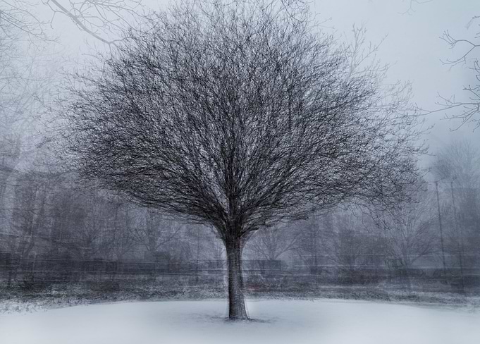 Winter Tree
