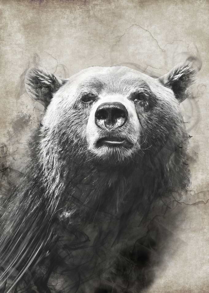 Bear