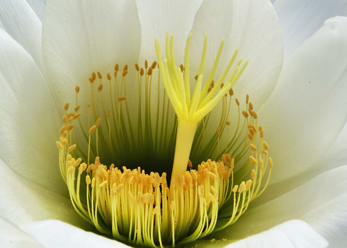 Bloom-away