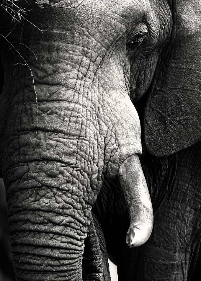 African Elephant portrait